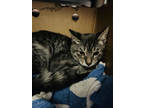 Adopt Firenze a Gray or Blue Domestic Shorthair / Domestic Shorthair / Mixed cat