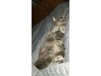 Adopt Stuart a Gray or Blue Domestic Shorthair / Mixed (short coat) cat in
