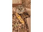 Adopt Kiran a Tortoiseshell Hamster small animal in Tucson, AZ (39475375)