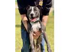 Adopt Swifty a Black Pit Bull Terrier / Boxer / Mixed dog in Ft.