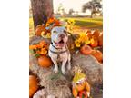 Adopt Bruce a White - with Red, Golden, Orange or Chestnut Pit Bull Terrier /