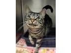 Adopt Cheshire a Brown or Chocolate Domestic Shorthair / Domestic Shorthair /