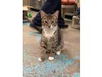 Adopt Amelia a Brown Tabby Domestic Shorthair (short coat) cat in Pottsville