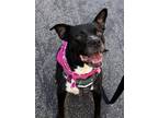 Adopt Scarlett/ Onyx (In foster) a Black Boxer / Mixed dog in Moncks Corner