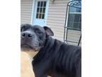 Adopt Draco a Black - with White Pit Bull Terrier / Mixed dog in Fort Wayne