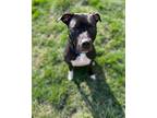 Adopt Daisy a Black - with White Pit Bull Terrier / Mixed dog in Indianapolis
