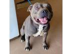 Adopt NASA a Gray/Blue/Silver/Salt & Pepper Pit Bull Terrier / Mixed dog in