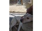 Adopt Ranger a White Mastiff / Mixed dog in lancaster, CA (39237736)