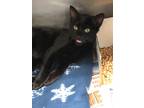 Adopt Magneto a All Black Domestic Shorthair / Domestic Shorthair / Mixed cat in