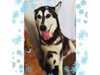 Adopt Snow a Black - with White Husky / Mixed dog in San Francisco