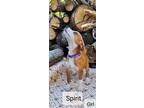 Adopt Spirit a Red/Golden/Orange/Chestnut - with White Terrier (Unknown Type
