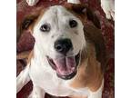 Adopt Luke a Tricolor (Tan/Brown & Black & White) Jack Russell Terrier / Mixed