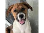 Adopt Leia a Tricolor (Tan/Brown & Black & White) Jack Russell Terrier / Mixed