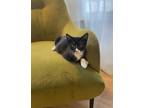 Adopt Mousey a Black & White or Tuxedo American Shorthair / Mixed (short coat)
