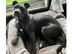 Adopt Ellie a Gray/Silver/Salt & Pepper - with White Pit Bull Terrier / Mixed