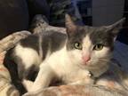 Adopt Ash a Gray, Blue or Silver Tabby American Shorthair (medium coat) cat in