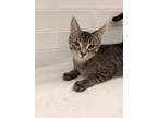 Adopt Stevie a Brown Tabby Domestic Shorthair (short coat) cat in Wading River