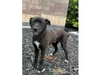 Adopt Stan a Black Labrador Retriever / Mixed dog in Columbus, NE (39553848)
