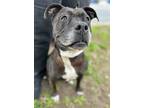 Adopt Mama a Black American Staffordshire Terrier / Mixed dog in Carmel