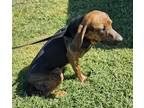 Adopt Nessie a Brindle Beagle / Mixed dog in Williston, VT (39553798)