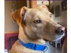 Adopt Andy a Tan/Yellow/Fawn Labrador Retriever / Mixed dog in Painesville