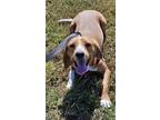 Adopt Rosa a Red/Golden/Orange/Chestnut Beagle / Mixed dog in Williston
