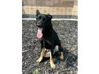 Adopt Lena a Black - with Brown, Red, Golden, Orange or Chestnut German Shepherd