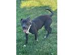 Adopt Dria a Black - with White Pit Bull Terrier / Mixed dog in Columbus