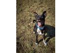 Adopt Atlas a Black - with White American Pit Bull Terrier / Mixed dog in