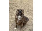 Adopt Coco a Brindle Mixed Breed (Medium) / Mixed dog in Columbus, NE (39553355)