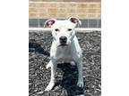 Adopt Chez a White Pit Bull Terrier / Mixed dog in Columbus, NE (39553340)