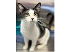 Adopt Tessa a Black & White or Tuxedo Domestic Shorthair (short coat) cat in