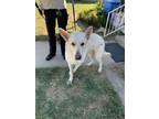 Adopt Barney a White German Shepherd Dog / Mixed dog in Fort Worth