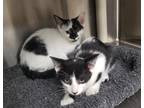 Adopt WYNN AND VANCE a Black & White or Tuxedo Domestic Shorthair (short coat)