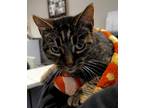 Adopt Robin a Brown or Chocolate Domestic Shorthair / Domestic Shorthair / Mixed