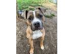 Adopt Bubbles a Tan/Yellow/Fawn American Pit Bull Terrier / Mixed Breed (Medium)