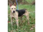 Adopt Gunner (Neutered) a Tan/Yellow/Fawn - with Black Shepherd (Unknown Type) /