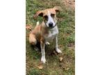 Adopt Daisy a Red/Golden/Orange/Chestnut - with White Collie / Mixed dog in