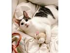 Adopt Cocoa Puffs 3512 a Domestic Shorthair / Mixed cat in Dallas, TX (37156913)