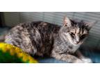 Adopt Violet a Black (Mostly) Domestic Shorthair cat in Breinigsville