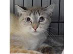 Adopt Amber 100123 a Cream or Ivory Domestic Shorthair / Siamese / Mixed (short
