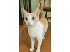 Adopt Abby a Orange or Red Domestic Shorthair / Domestic Shorthair / Mixed cat