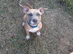 Adopt Drew a Brindle Plott Hound / Hound (Unknown Type) / Mixed dog in