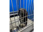 Adopt Rosco a Black Mixed Breed (Medium) dog in Whiteville, NC (39548312)