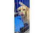 Adopt Choppa a Red/Golden/Orange/Chestnut Mixed Breed (Medium) dog in