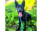 Adopt Eclipse a Black German Shepherd Dog / Mixed dog in Costa Mesa