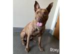 Adopt Roxy a Brown/Chocolate Terrier (Unknown Type, Small) / Mixed dog in