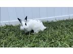 Adopt Cherokee a White Lionhead / Mixed (medium coat) rabbit in North Port