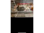 Adopt Brady a Brown or Chocolate Guinea Pig small animal in North Port