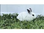 Adopt Scrubs a White Blanc de Hotot / Mixed (short coat) rabbit in North Port